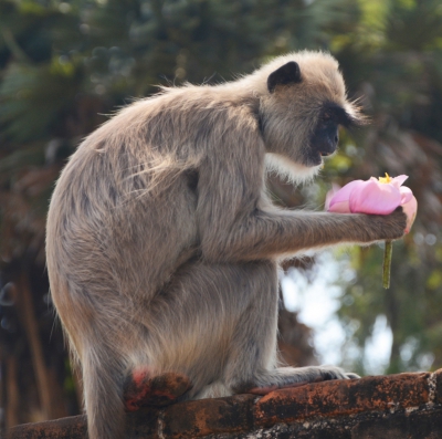 Langur & Lotus Blossom